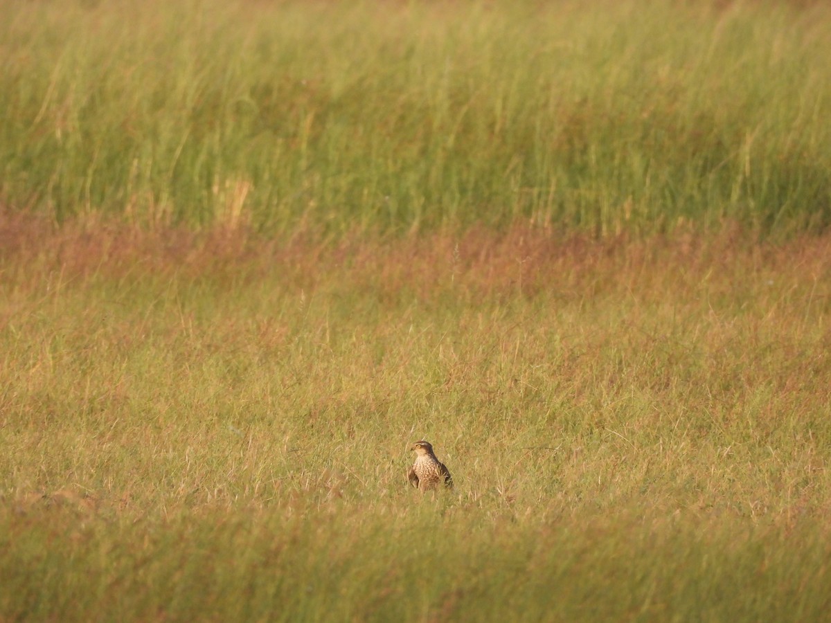 Eurasian Sparrowhawk - Ranjeet Singh