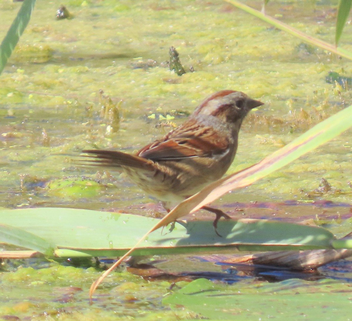 Swamp Sparrow - ML624584854