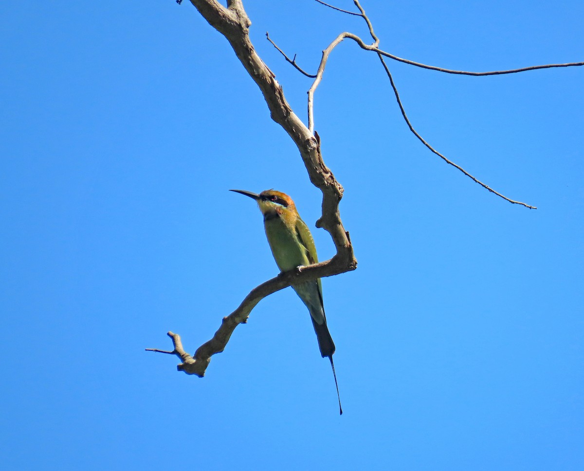 Rainbow Bee-eater - ML624584855