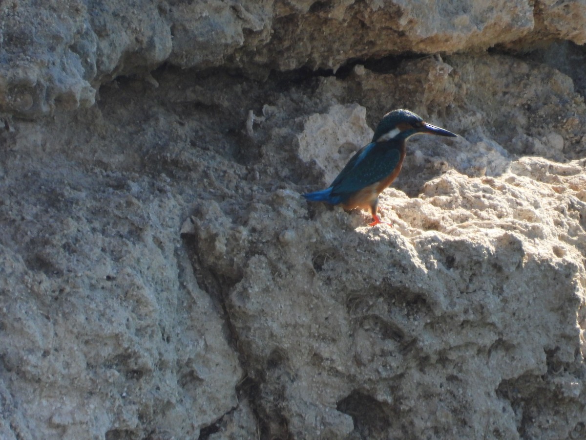 Common Kingfisher - ML624584901