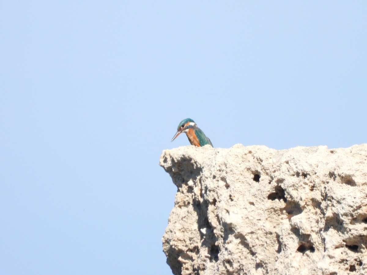 Common Kingfisher - ML624584902