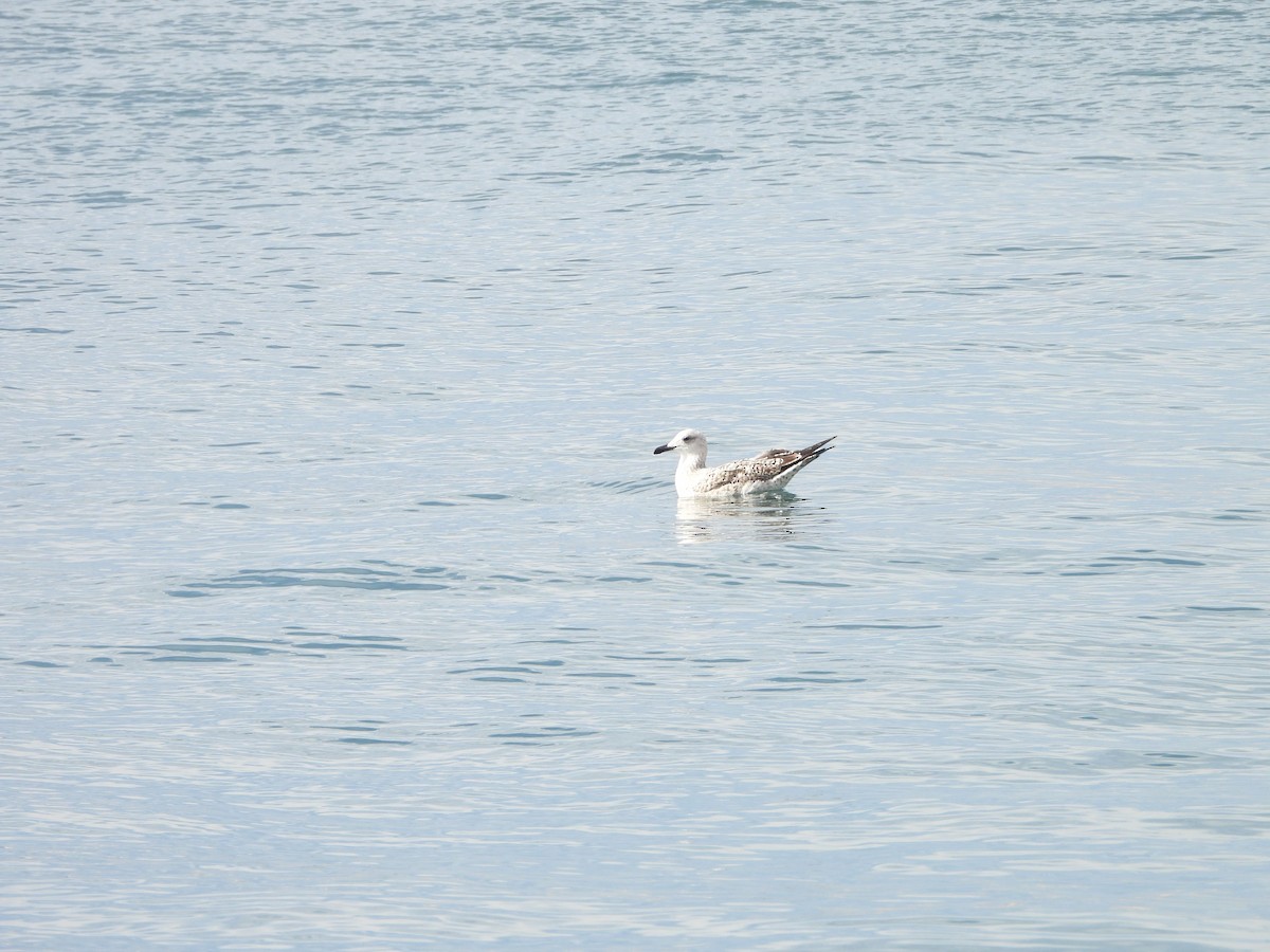 Audouin's Gull - ML624584905