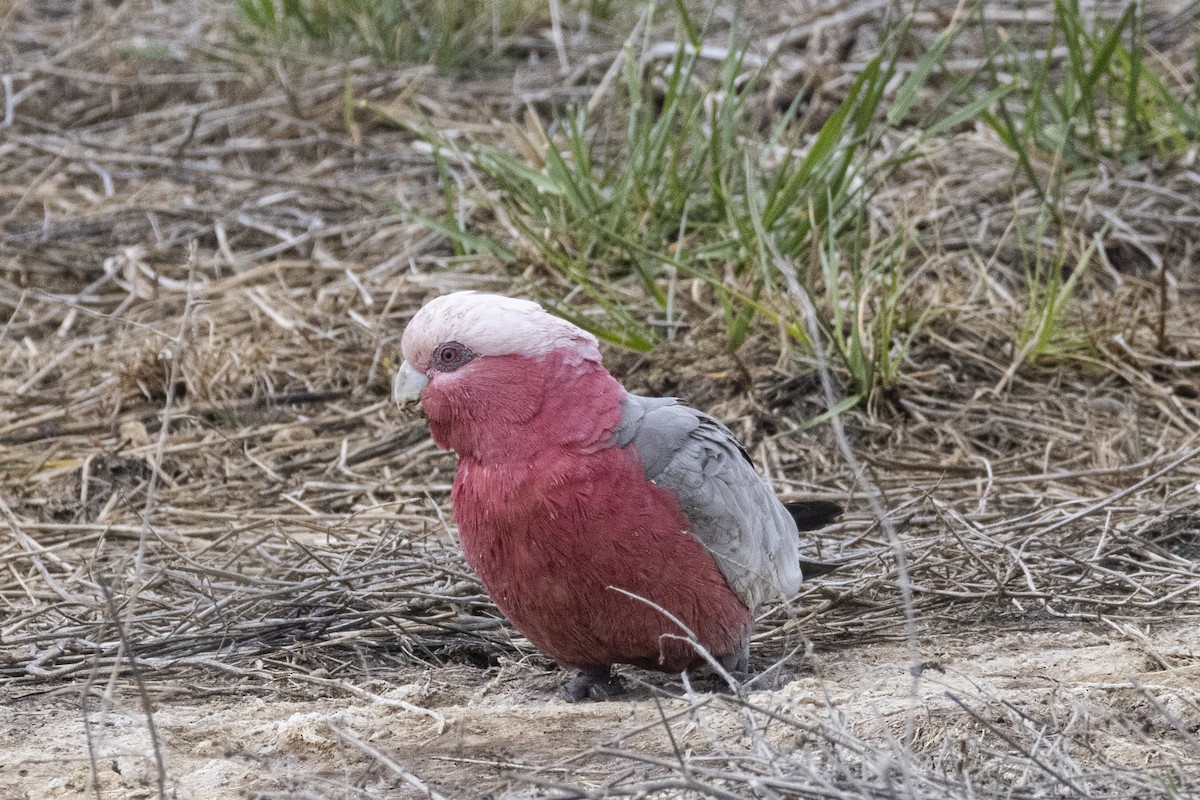 Galah - ML624584963