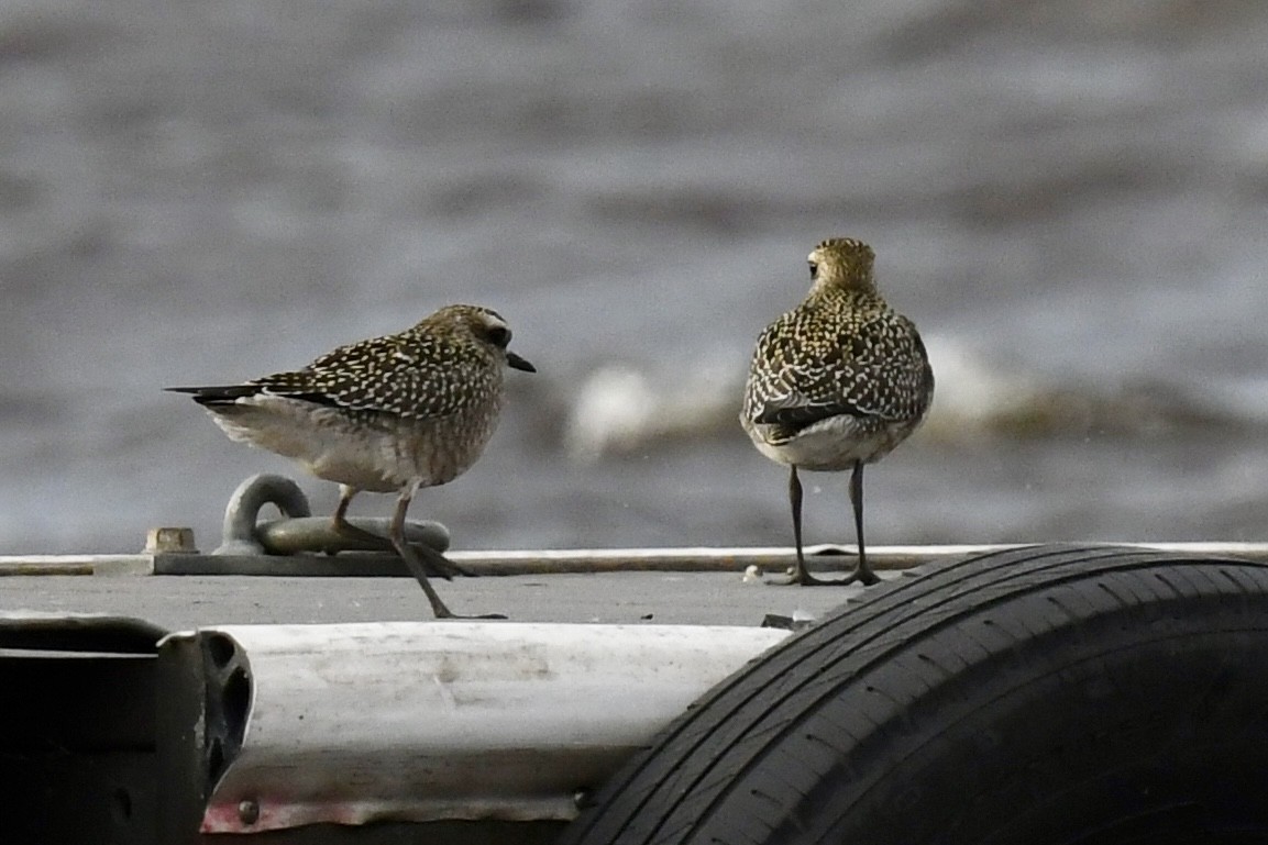 American Golden-Plover - Kevin Manley