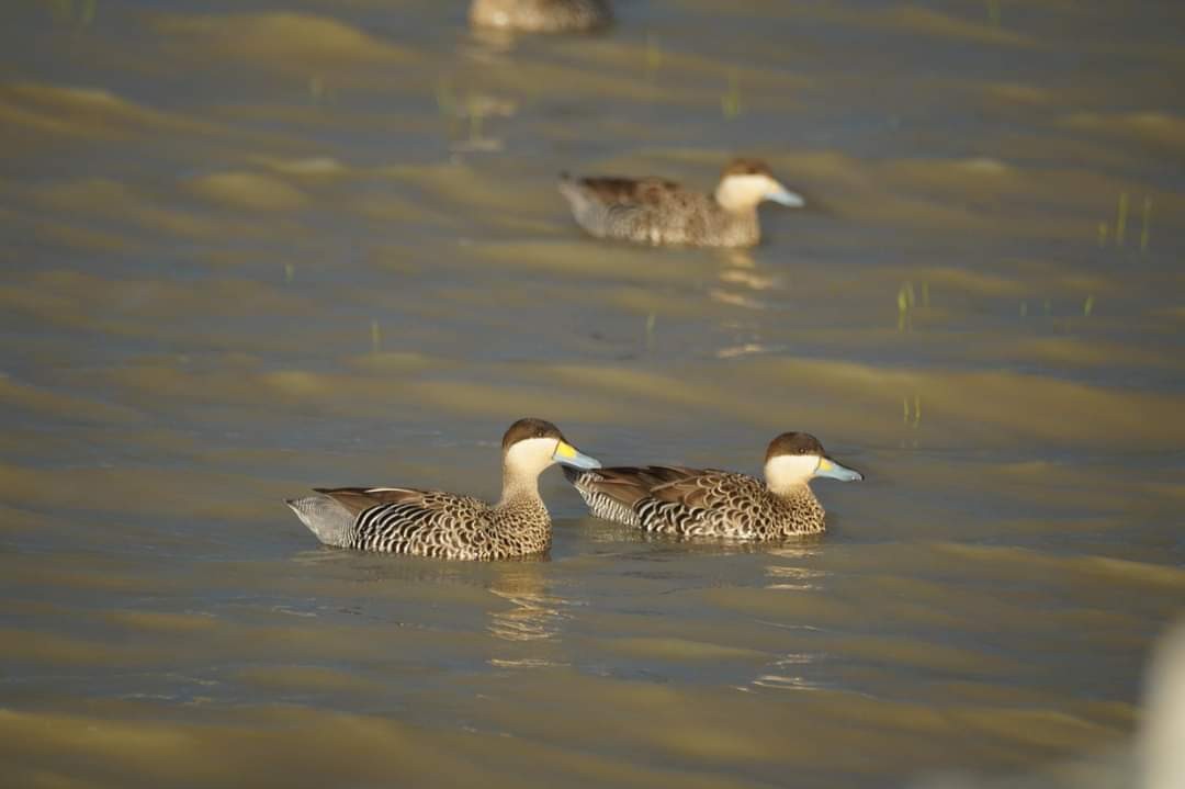 Silver Teal - Eduardo Quintanilla