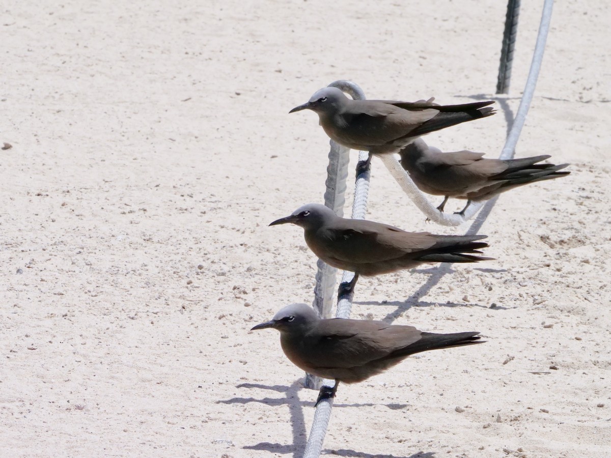 Brown Noddy - Mark W11 Kulstad