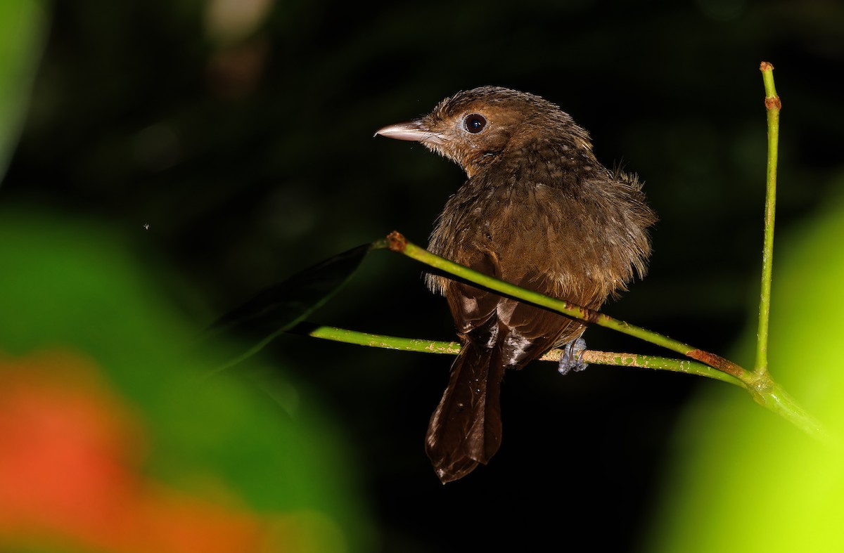 Arafura Shrikethrush - Robert Hutchinson