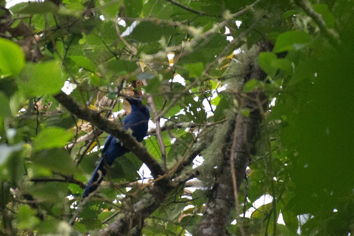 Black-collared Jay - Al Božič