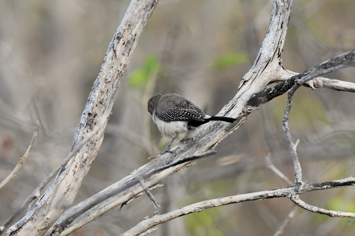 Double-barred Finch - ML624585013