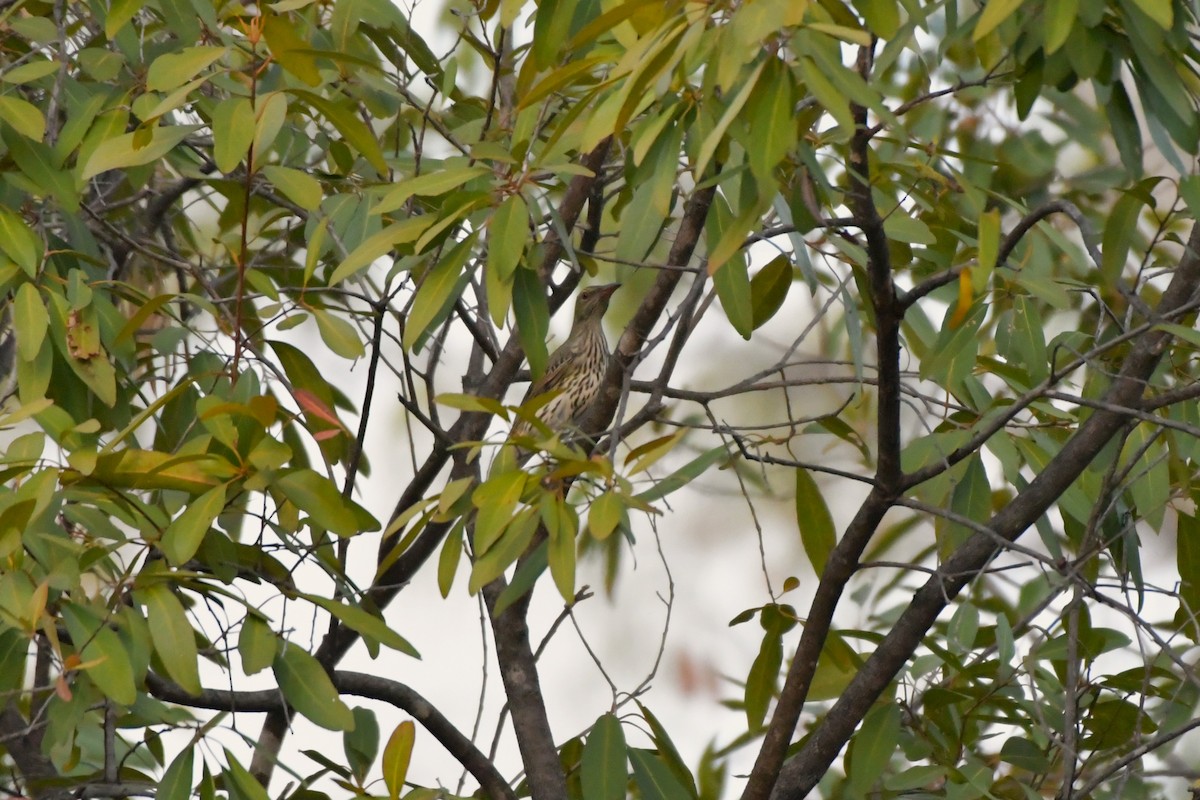 Olive-backed Oriole - ML624585016