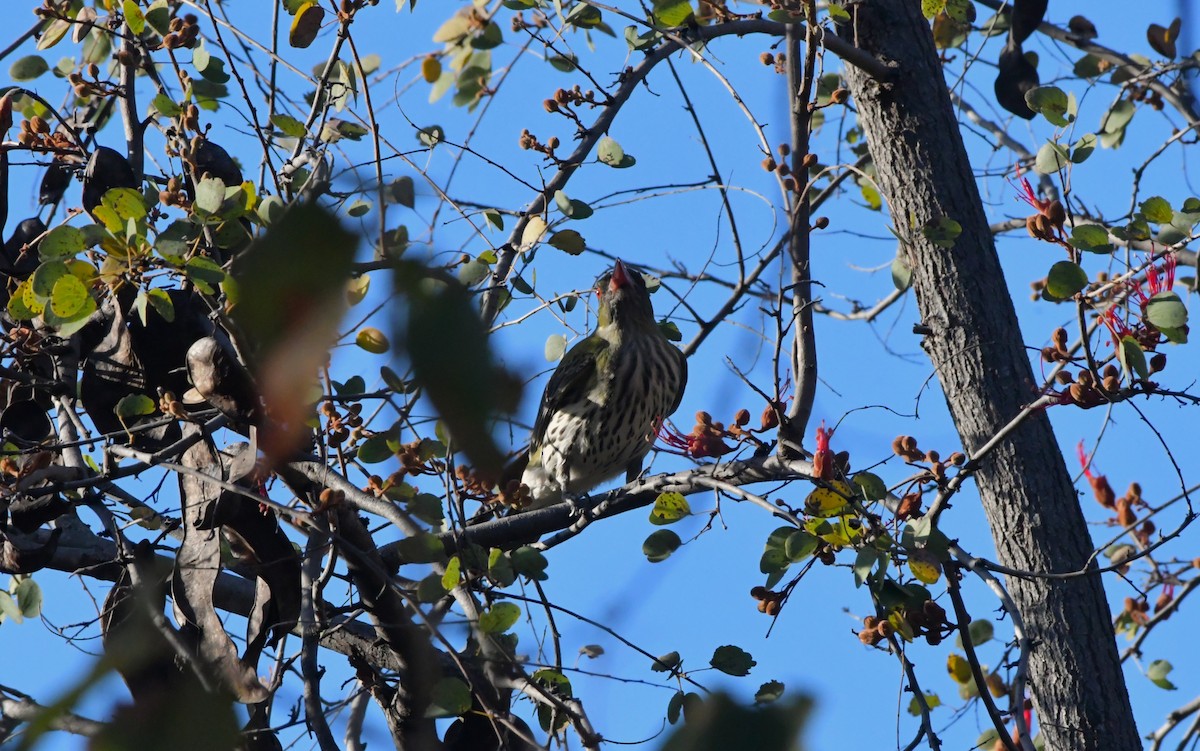 Olive-backed Oriole - ML624585017
