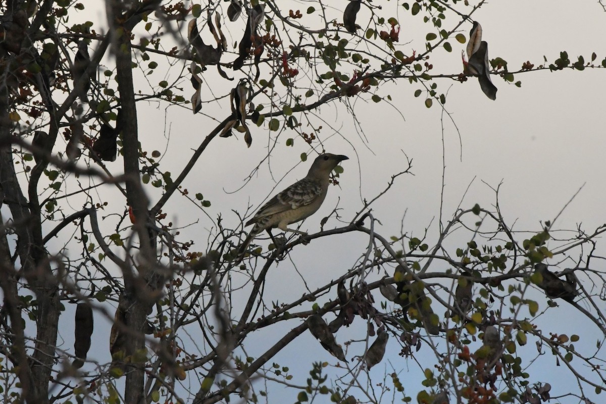 Great Bowerbird - ML624585019