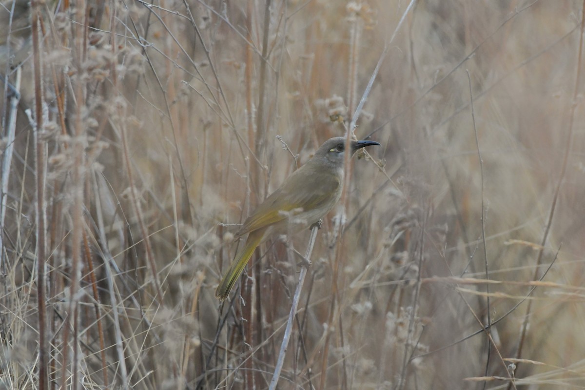 Brown Honeyeater - ML624585031