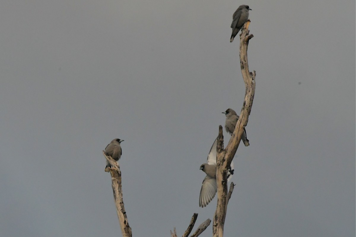 Black-faced Woodswallow (White-vented) - ML624585036