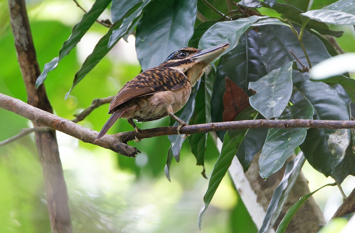 Hook-billed Kingfisher - ML624585044