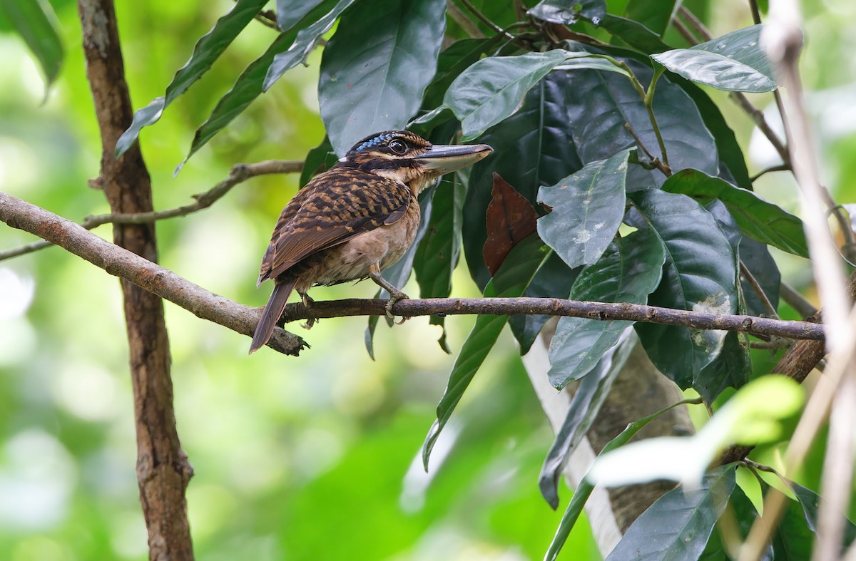 Hook-billed Kingfisher - ML624585045