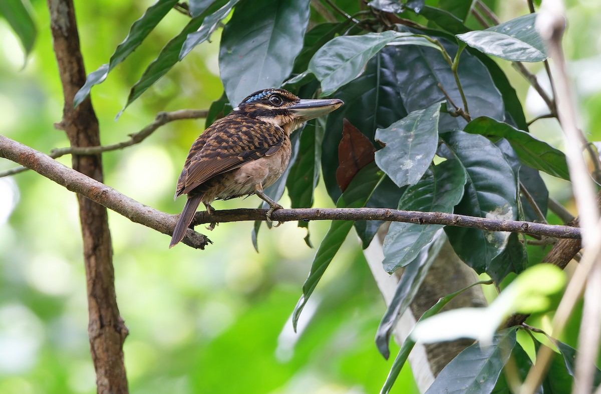 Hook-billed Kingfisher - ML624585046