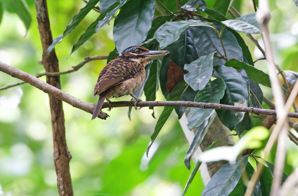 Hook-billed Kingfisher - ML624585047