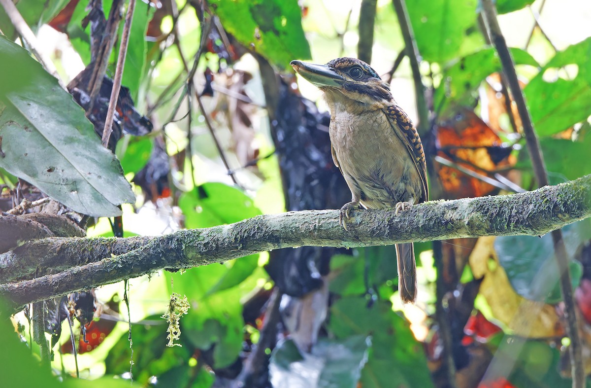 Hook-billed Kingfisher - ML624585048