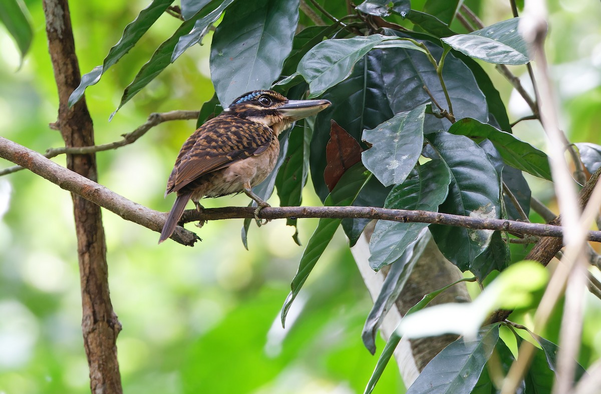 Hook-billed Kingfisher - ML624585049