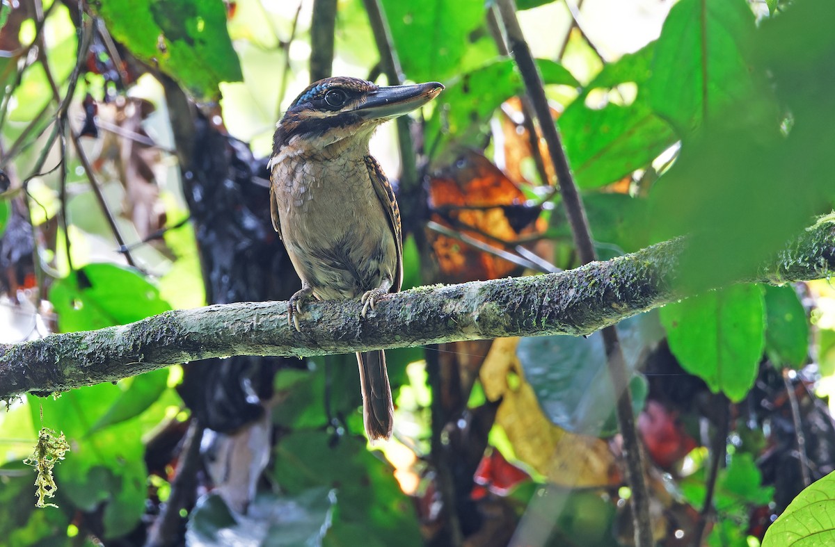 Hook-billed Kingfisher - ML624585050