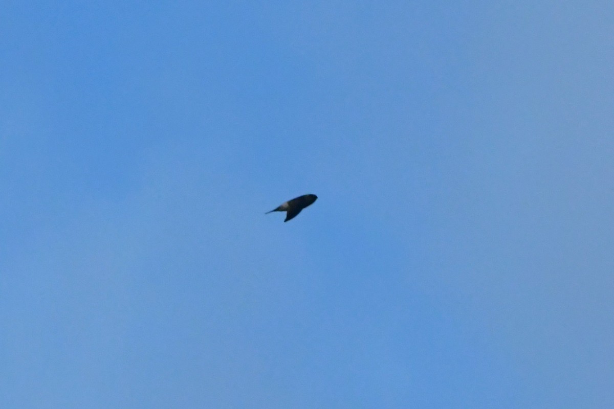 Australian Swiftlet - ML624585052