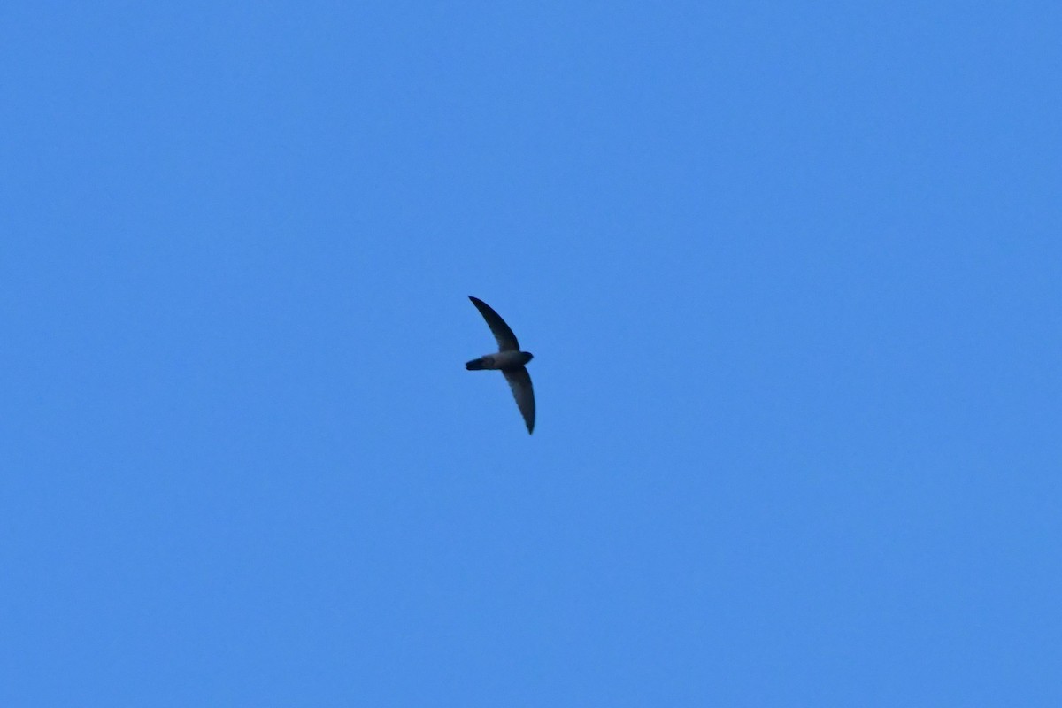 Australian Swiftlet - ML624585053