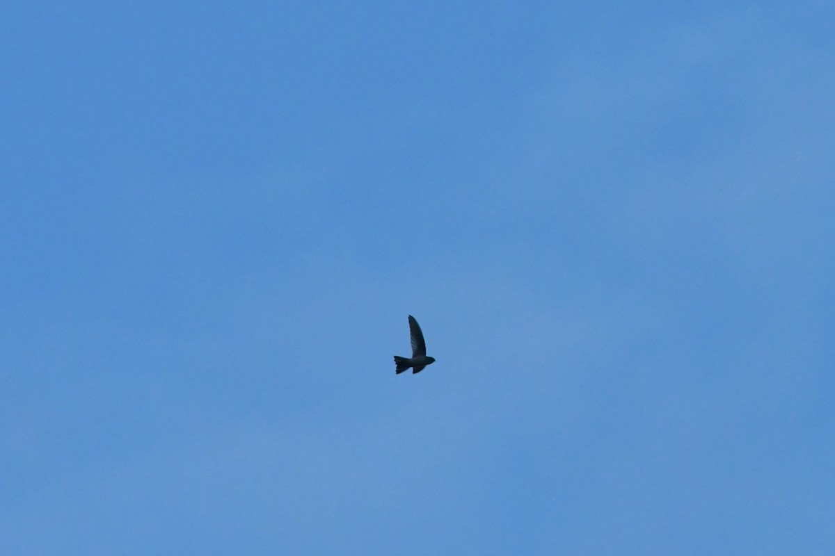 Australian Swiftlet - ML624585054