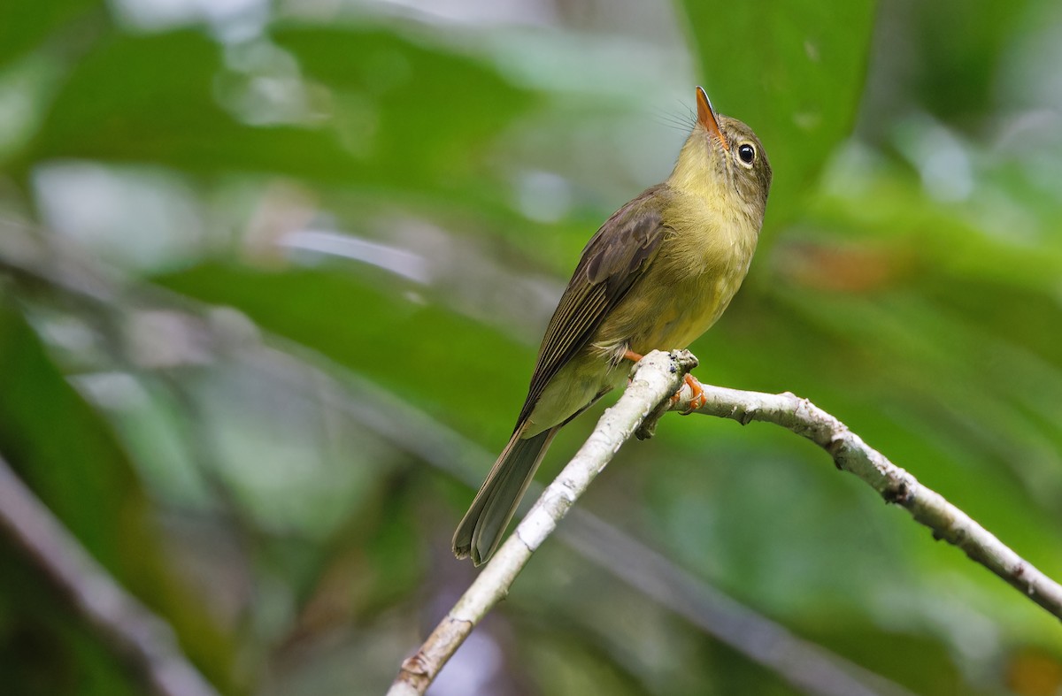 Olive Flyrobin - ML624585058