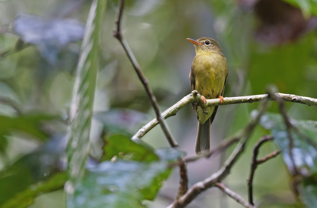 Olive Flyrobin - ML624585059