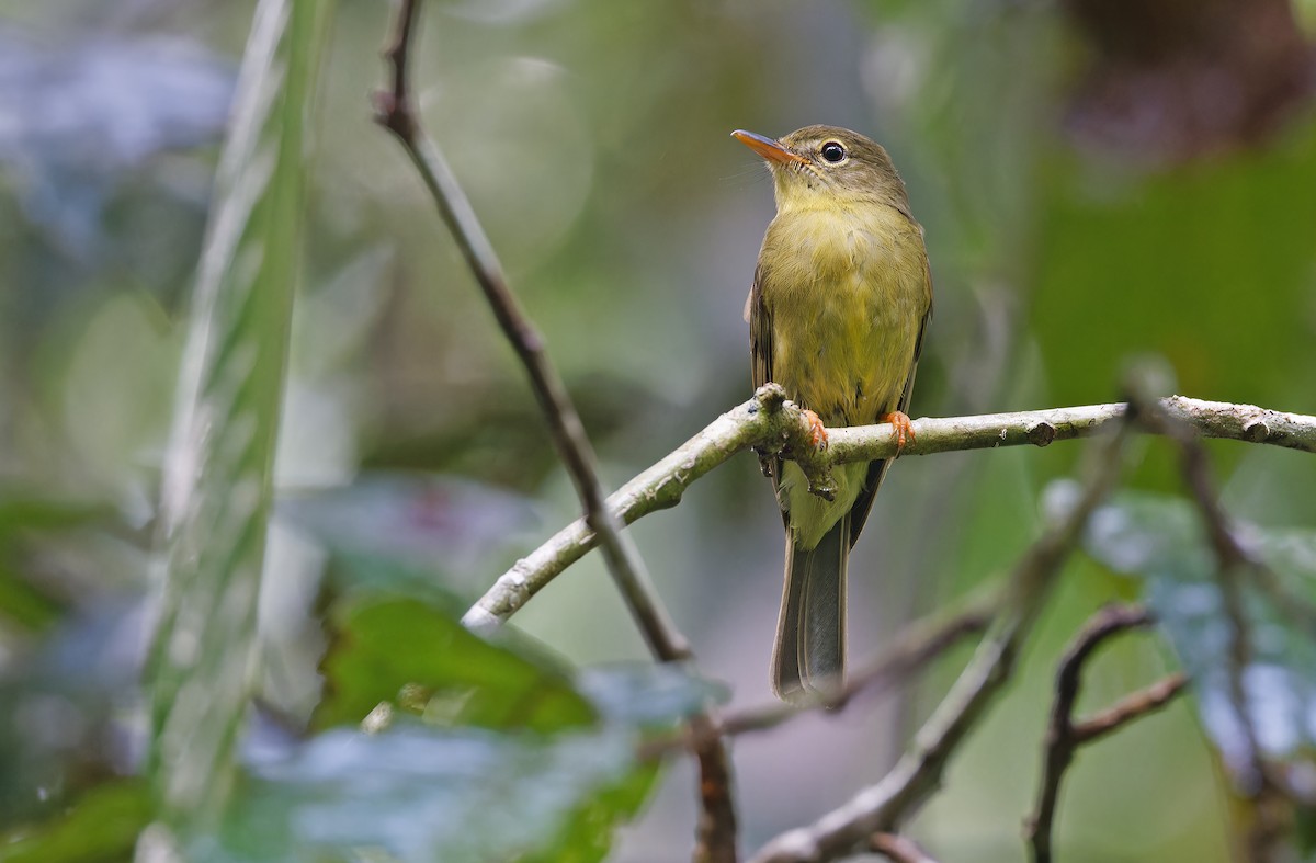 Olive Flyrobin - ML624585060