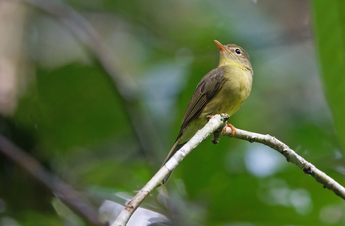 Olive Flyrobin - ML624585061