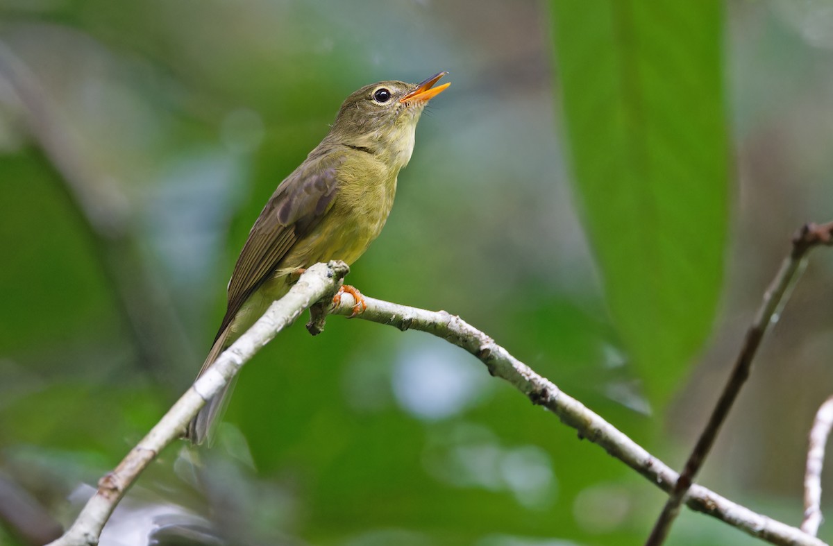 Olive Flyrobin - ML624585062