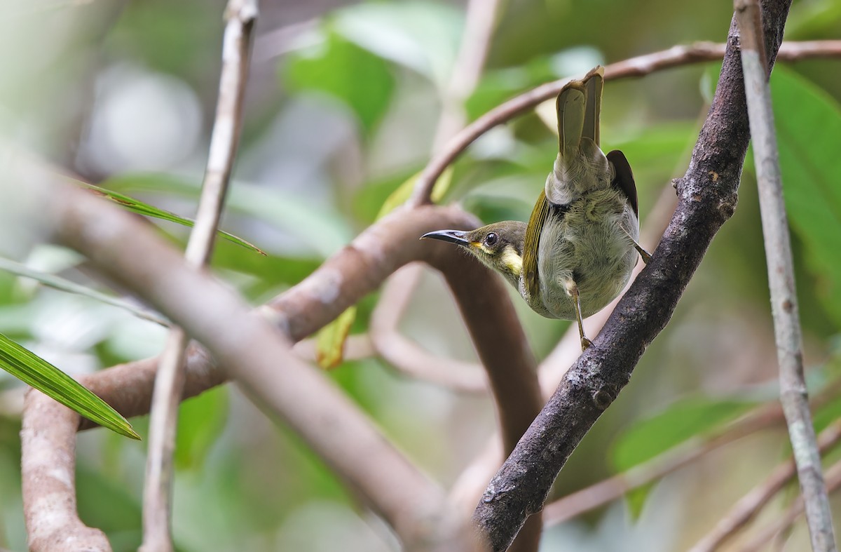 Puff-backed Honeyeater - ML624585072