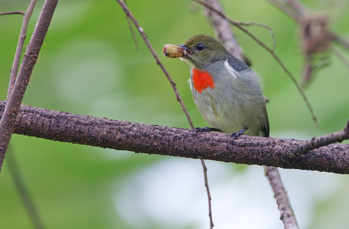 Olive-crowned Flowerpecker - ML624585083