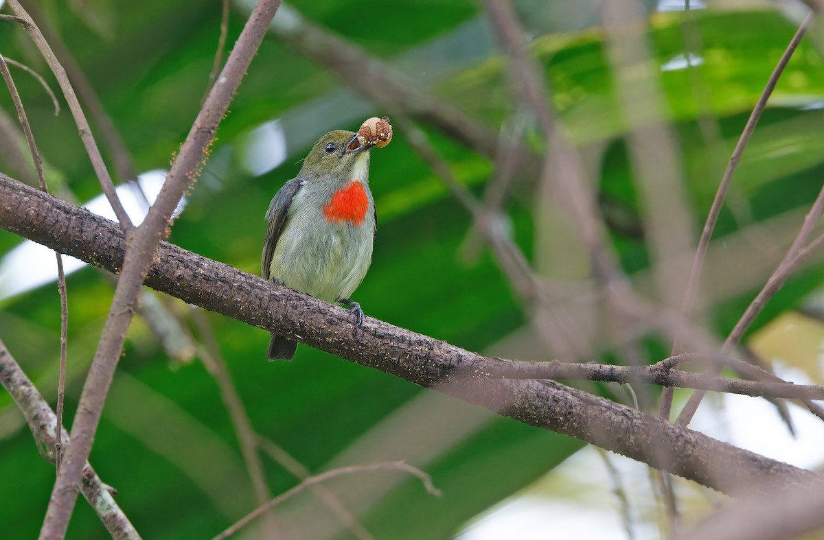 Olive-crowned Flowerpecker - ML624585084