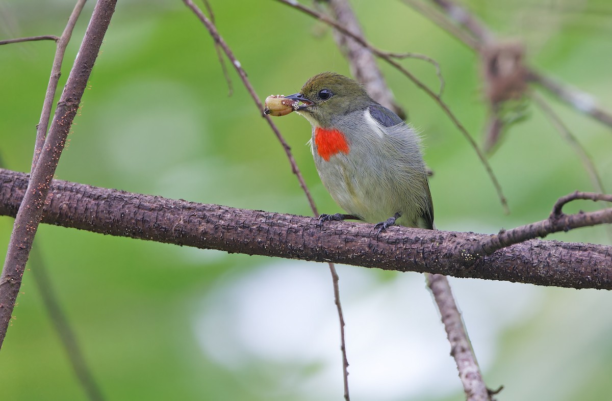 Olive-crowned Flowerpecker - ML624585085