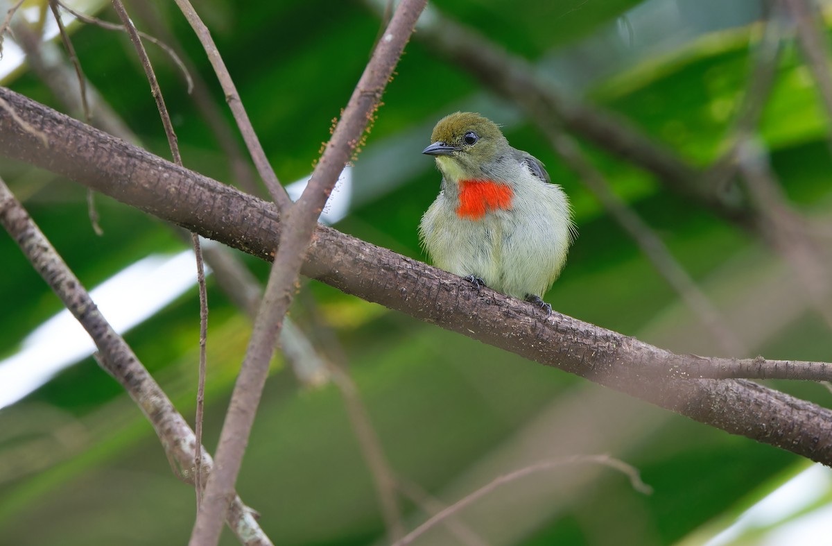 Olive-crowned Flowerpecker - ML624585087