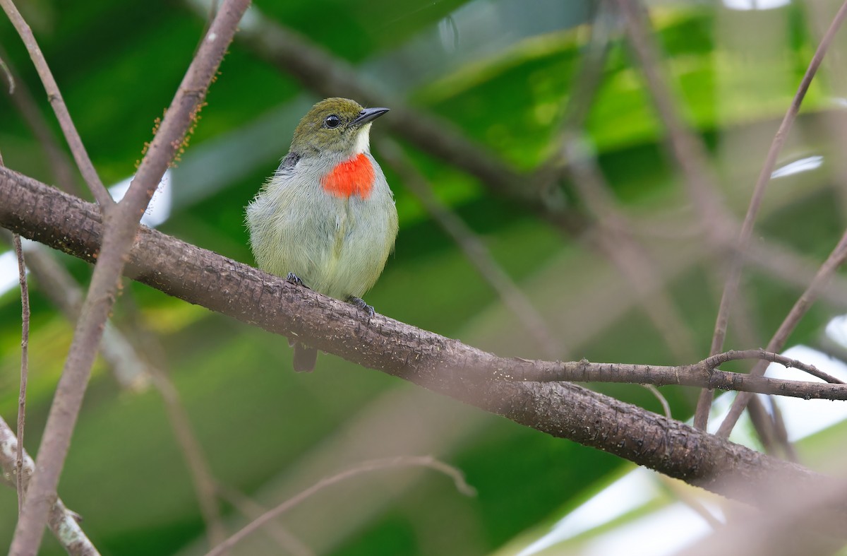 Olive-crowned Flowerpecker - ML624585088