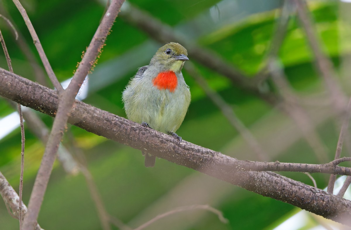 Olive-crowned Flowerpecker - ML624585089