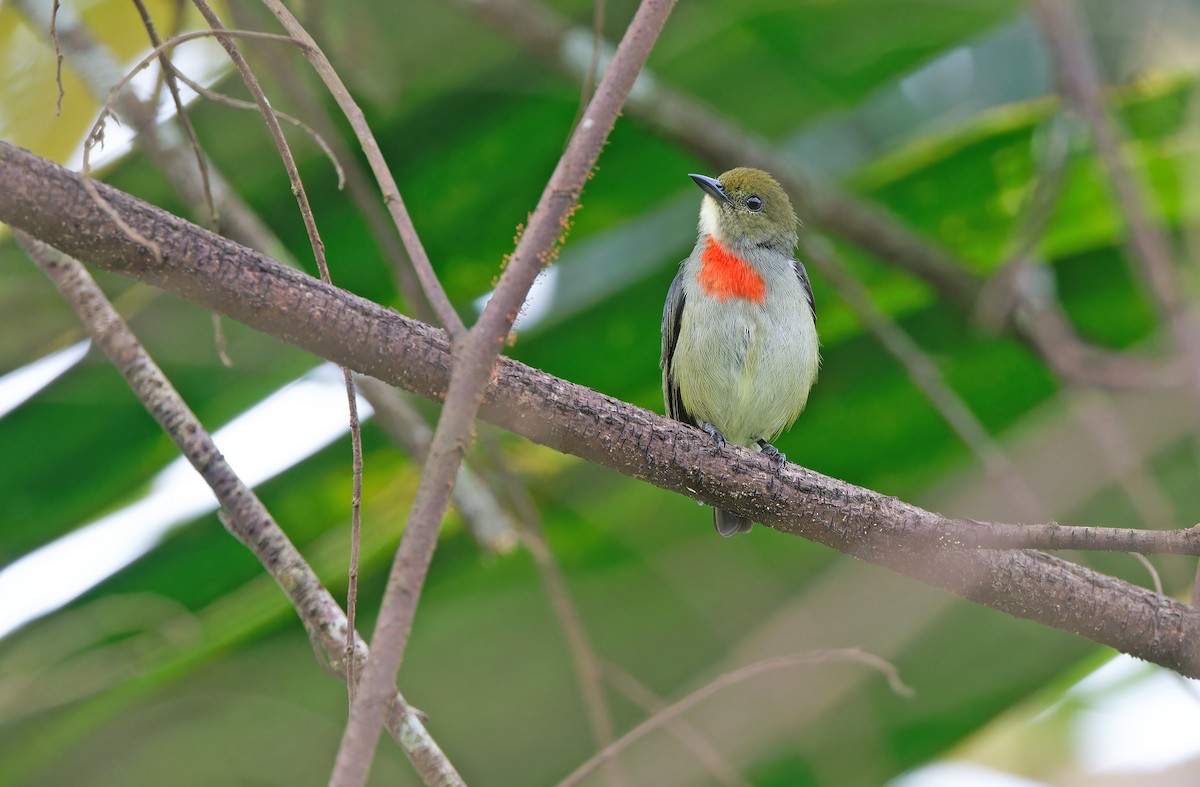 Olive-crowned Flowerpecker - ML624585091