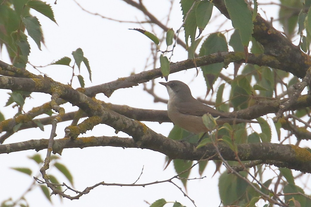 Western Orphean Warbler - ML624585110