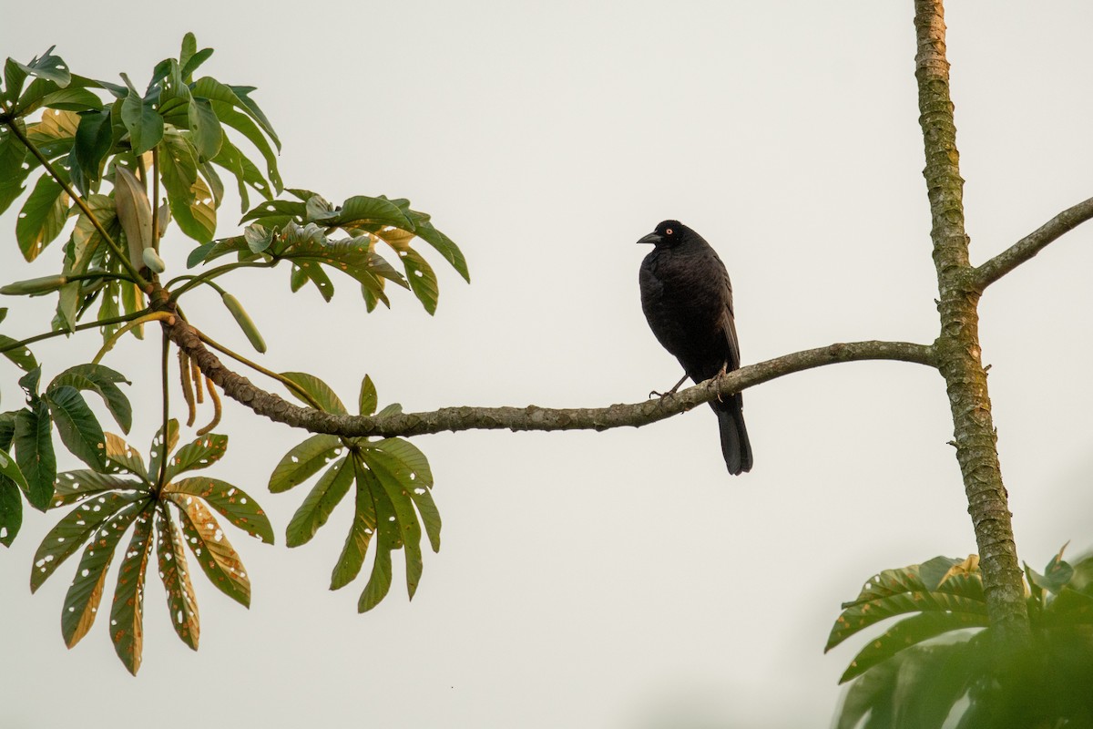 Giant Cowbird - ML624585113