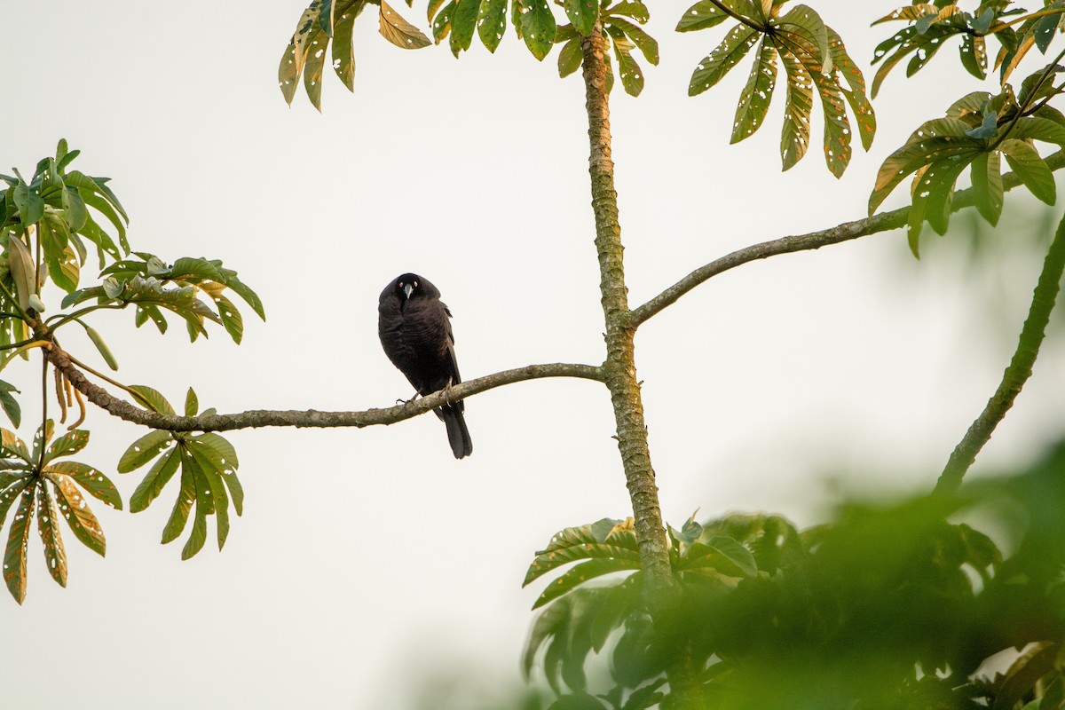 Giant Cowbird - ML624585114