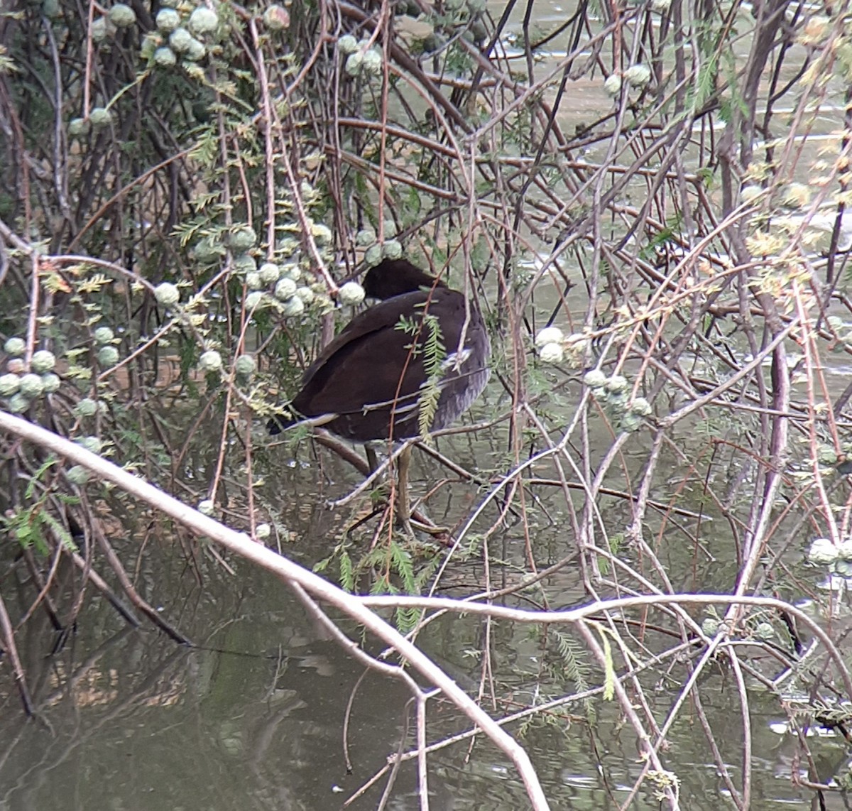 Eurasian Moorhen - Ángel Luis Neira