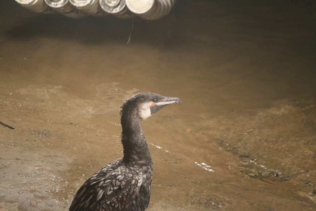 Japanese Cormorant - Pieter Bonin