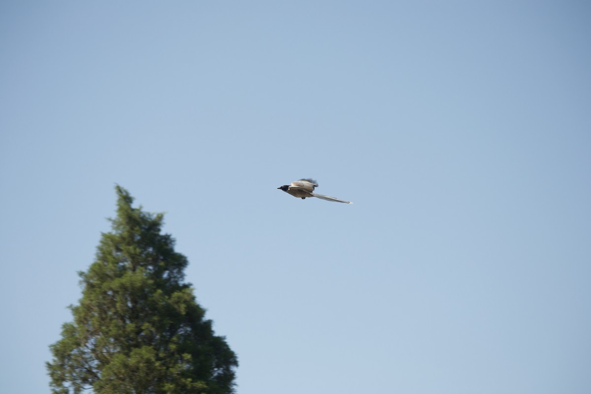 Azure-winged Magpie - Pieter Bonin