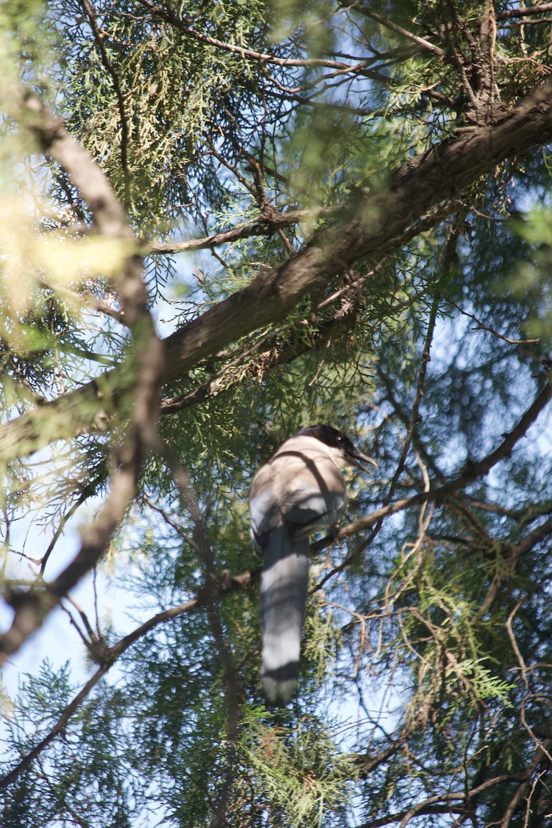 Azure-winged Magpie - ML624585121