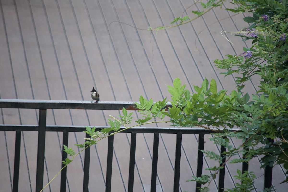 Red-whiskered Bulbul - ML624585122