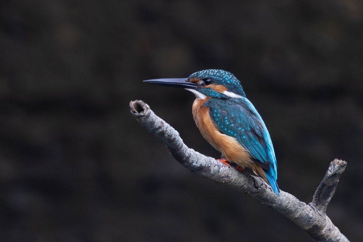 Common Kingfisher - Sandy Luk